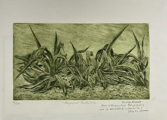 LOTE 26: Nicolás Moreno "Magueyera"